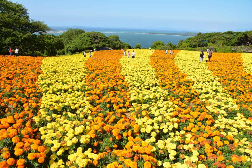 福岡市西区の菜の花畑