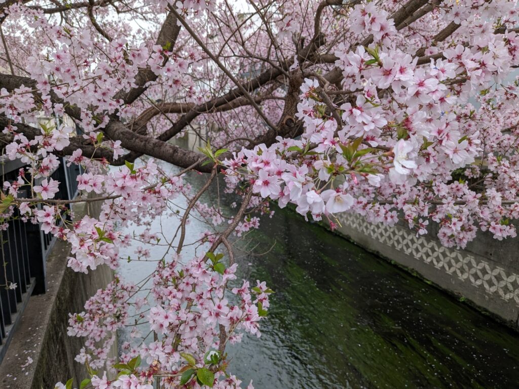 中野区の妙正寺川の桜