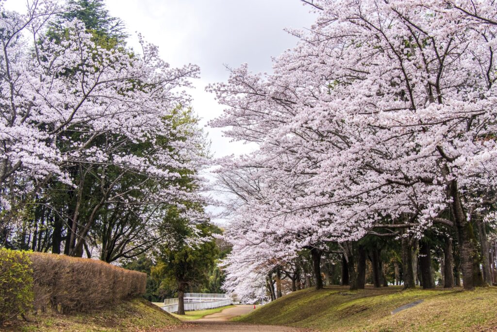 吹田市の万博記念公園