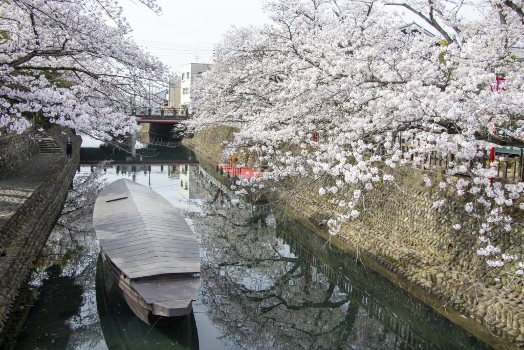 岐阜県大垣市の水門川と桜