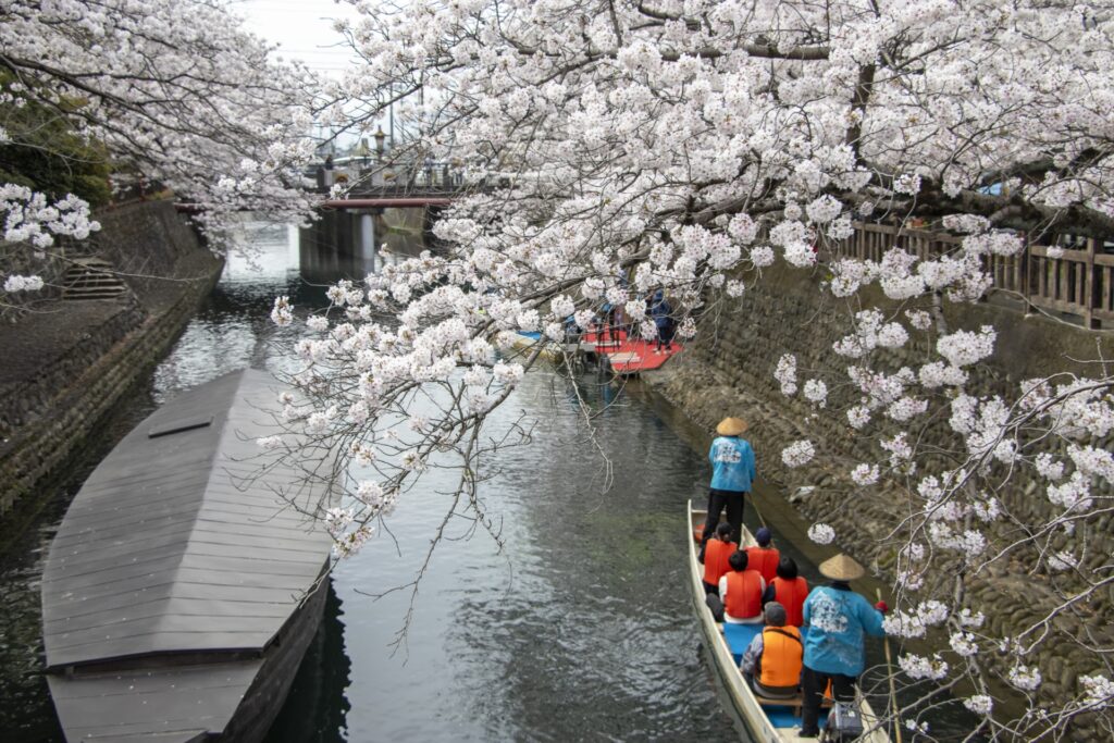 岐阜県大垣市の水門川の桜 岐阜県大垣市の水門川の桜