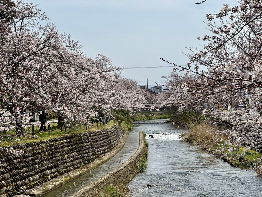 横浜市栄区のいたち川の桜