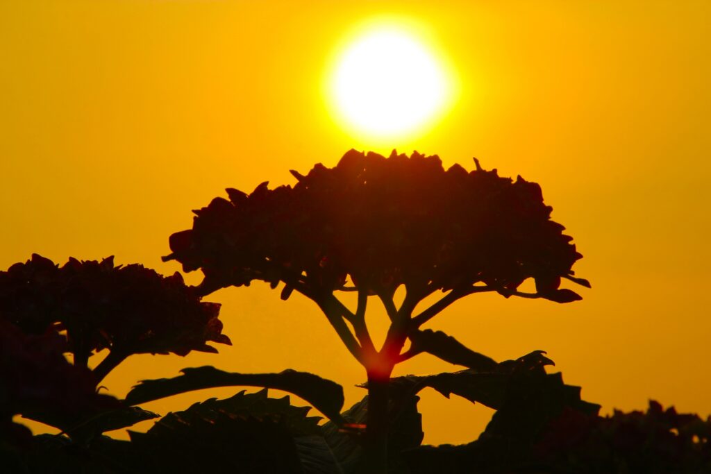 安城市の夕刻