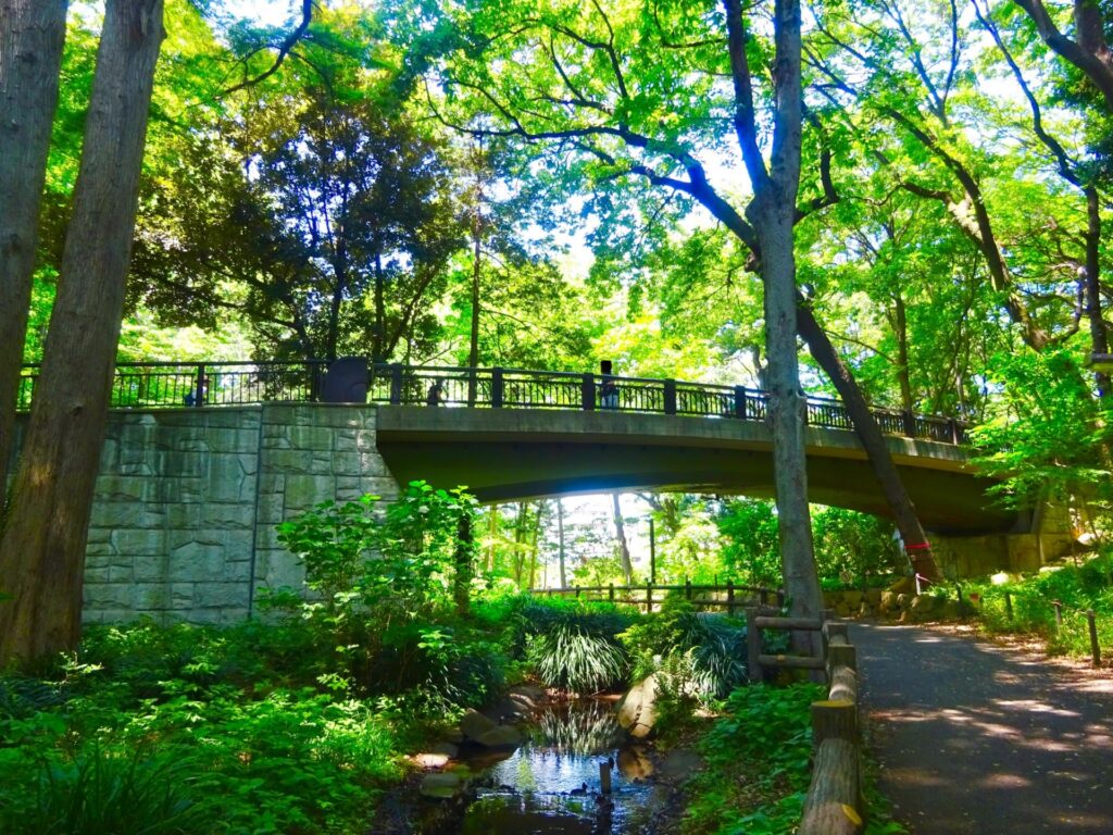 品川区の林試の森公園