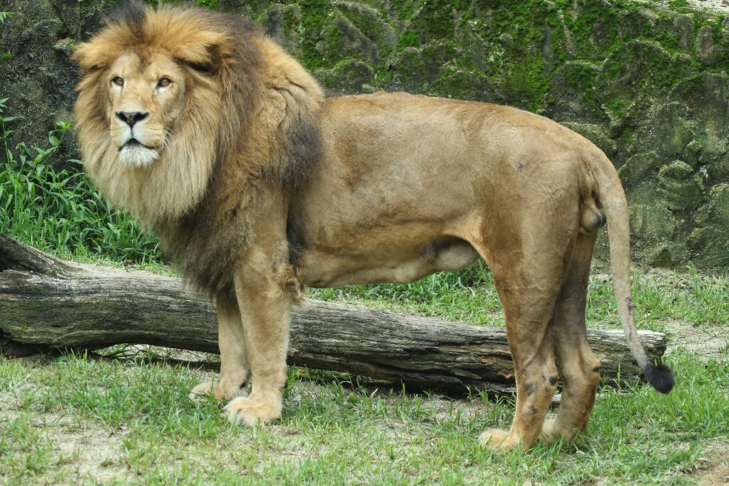 広島市安佐北区の安佐動物公園