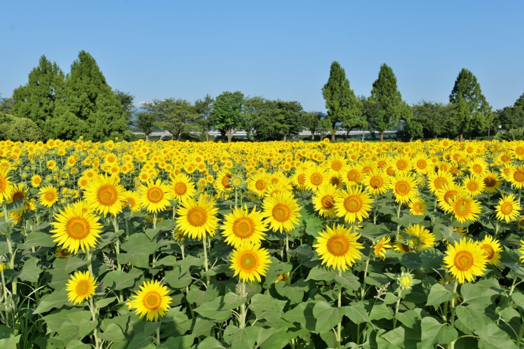 神奈川県座間市のひまわり畑と緑の木々