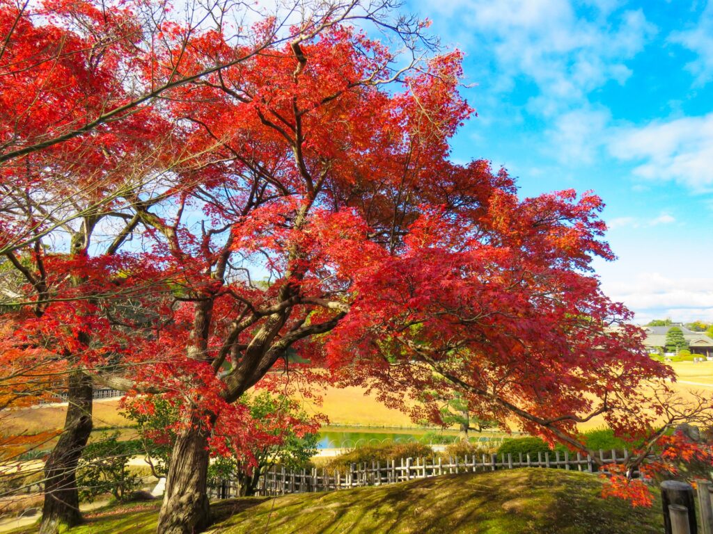 岡山市北区の紅葉に染まる後楽園