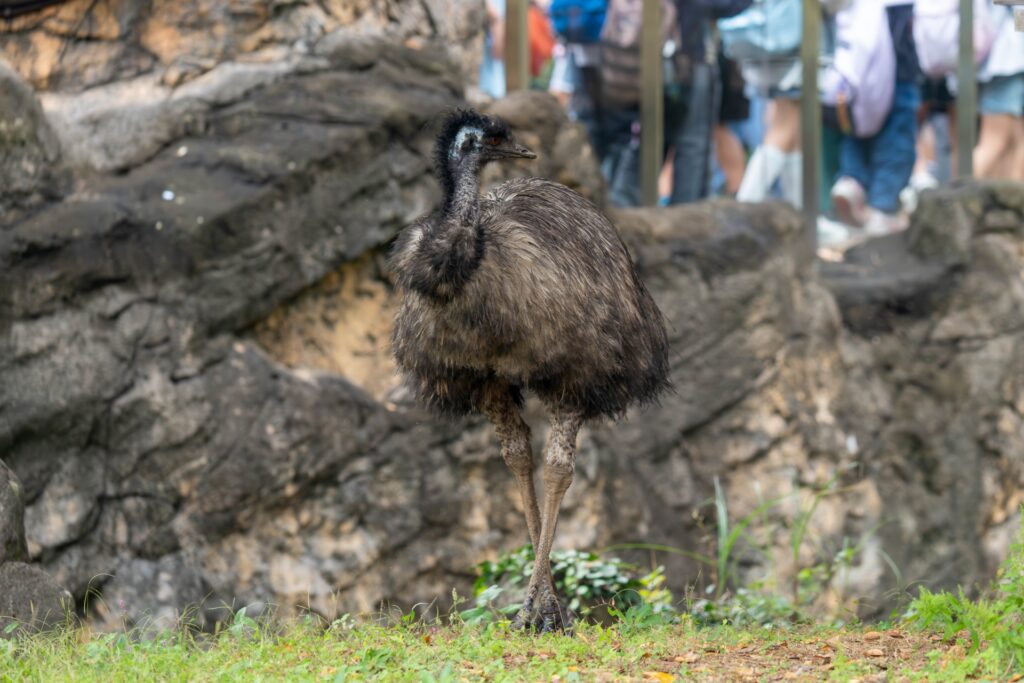 横浜市旭区よこはま動物園ズーラシアのエミュー