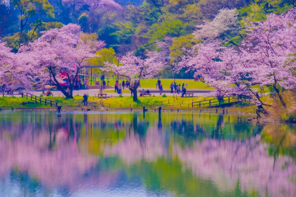 神奈川県横浜市鶴見区の三ッ池公園の桜 神奈川県横浜市鶴見区の三ッ池公園の桜