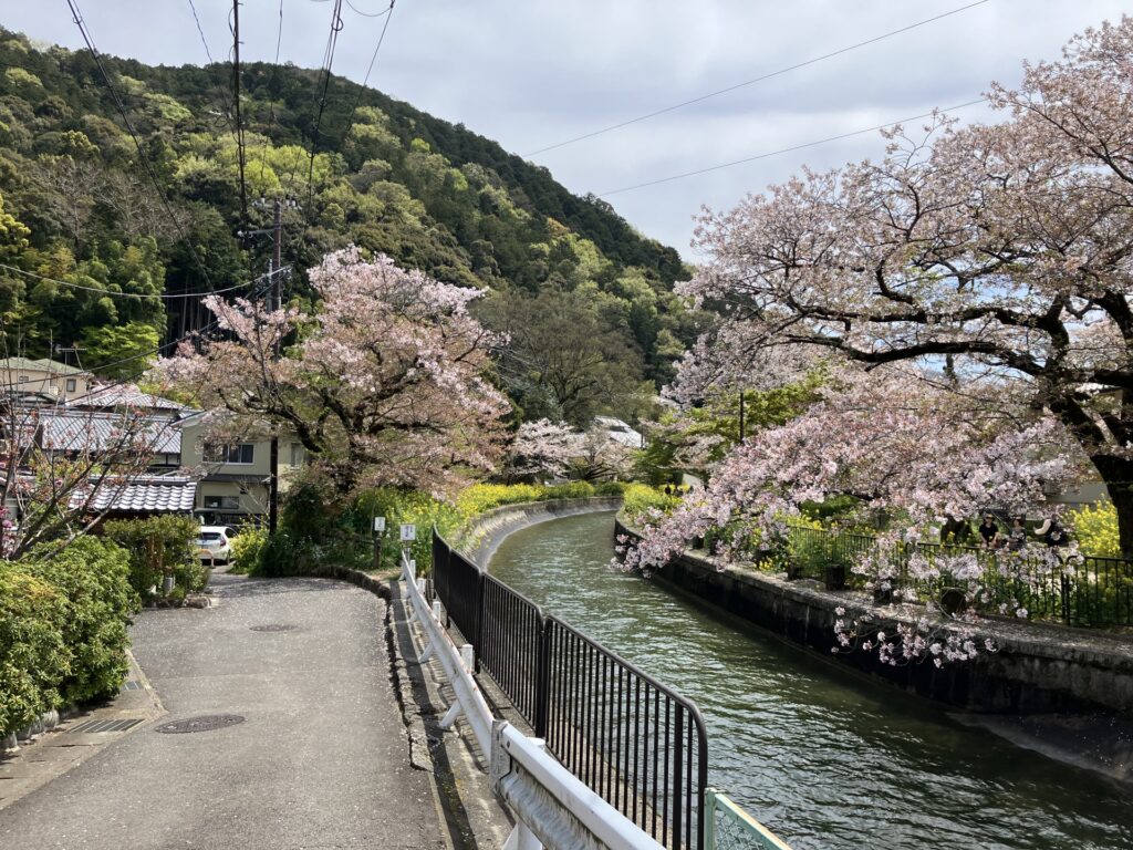 京都市山科区の山科疏水沿いの桜