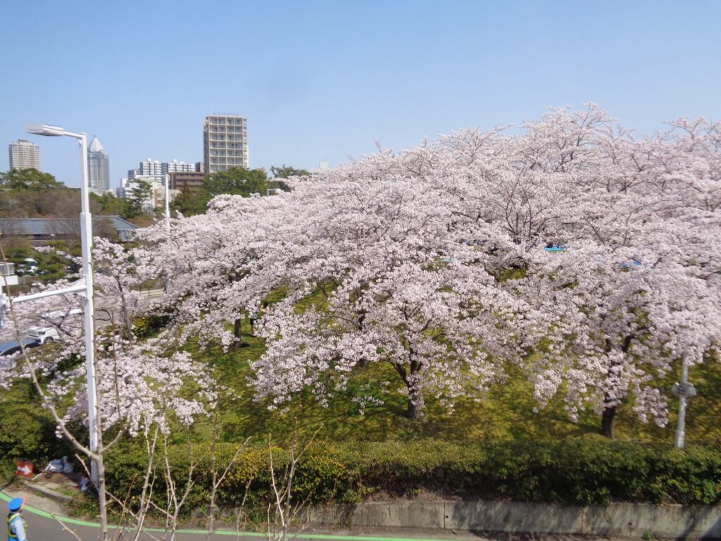 新潟市白山公園の桜