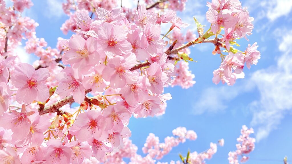桜の写真 堺市中央区の原池公園のさくらまつり