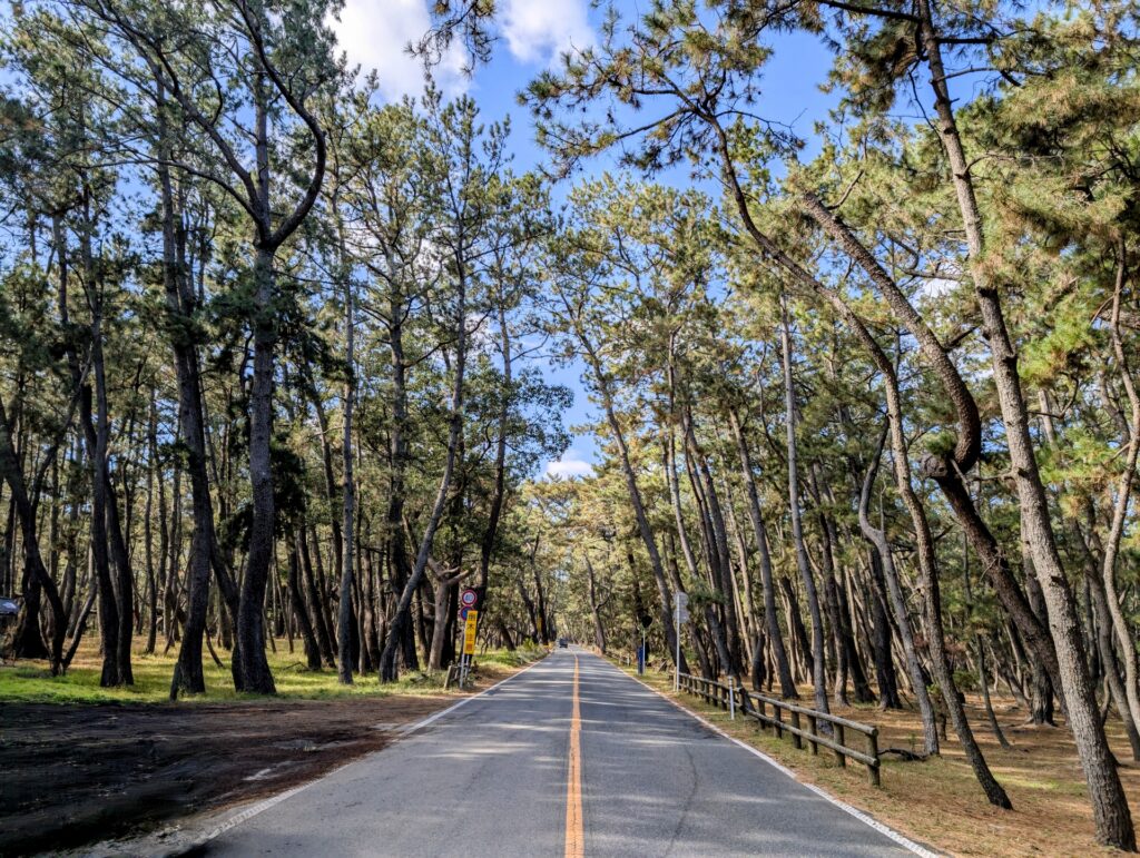 唐津市の虹の松原
