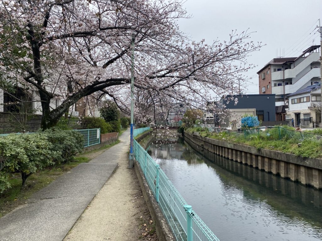 寝屋川沿いの桜並木