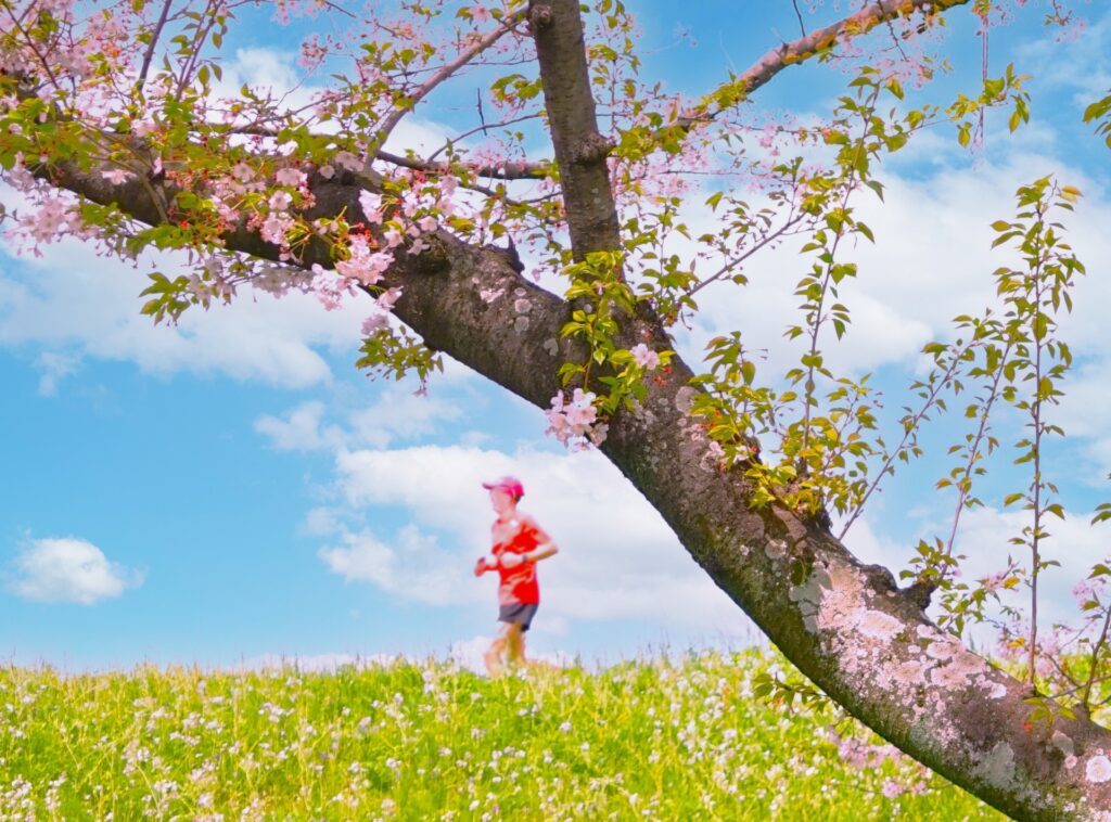 福井市・坂井市のふくい桜マラソン