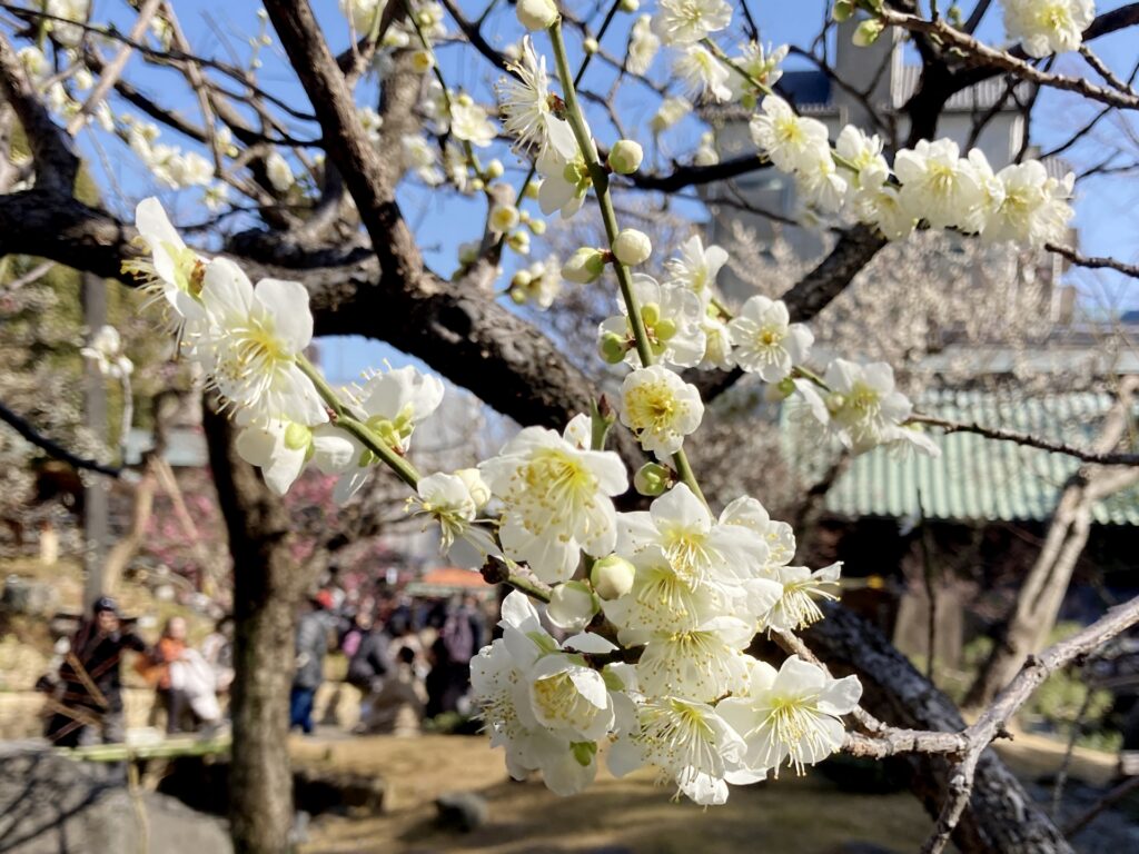 文京区の湯島天神の梅祭り