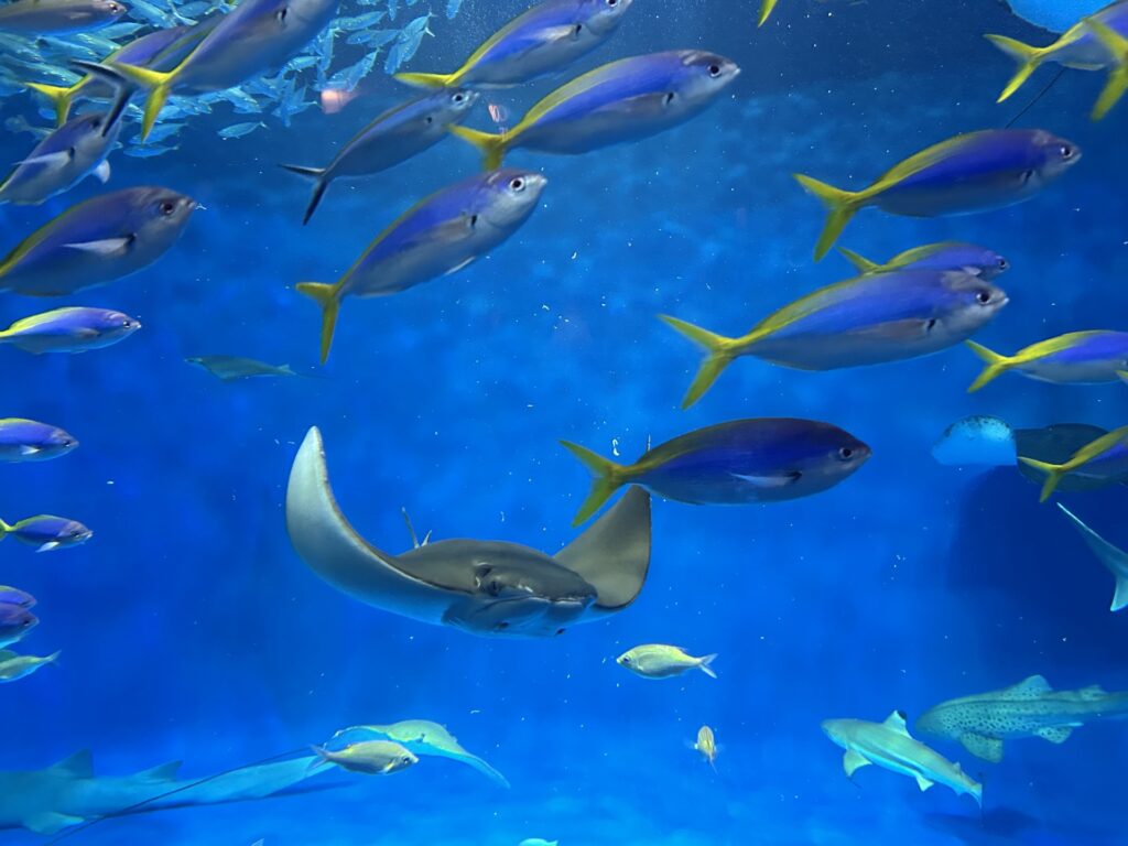 須磨区の水族館