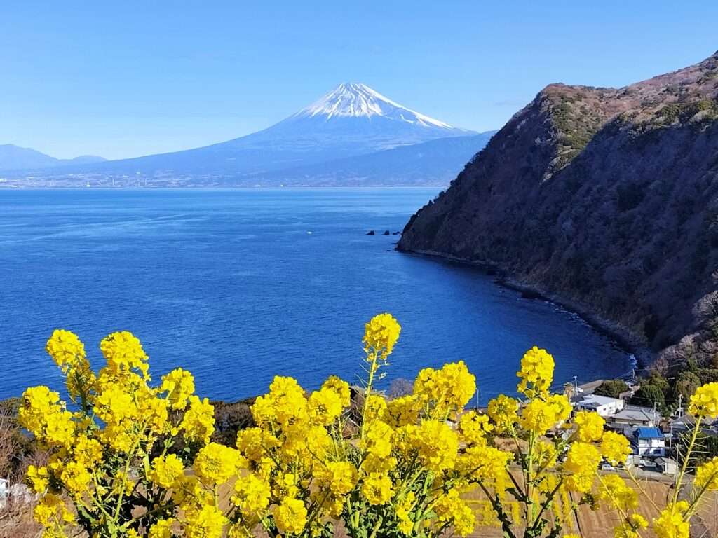 静岡県焼津市の駿河湾と富士山と菜の花