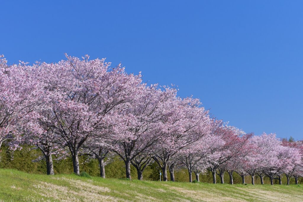 高槻市の芥川桜堤公園