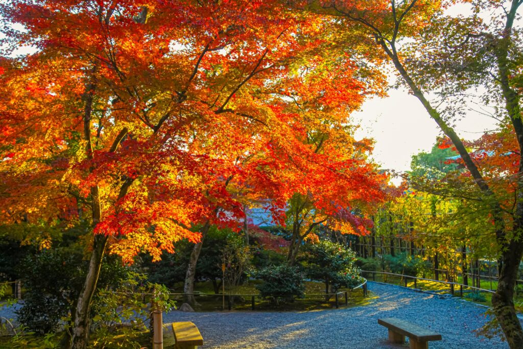 京都府京都市山科区のもみじ祭の風景