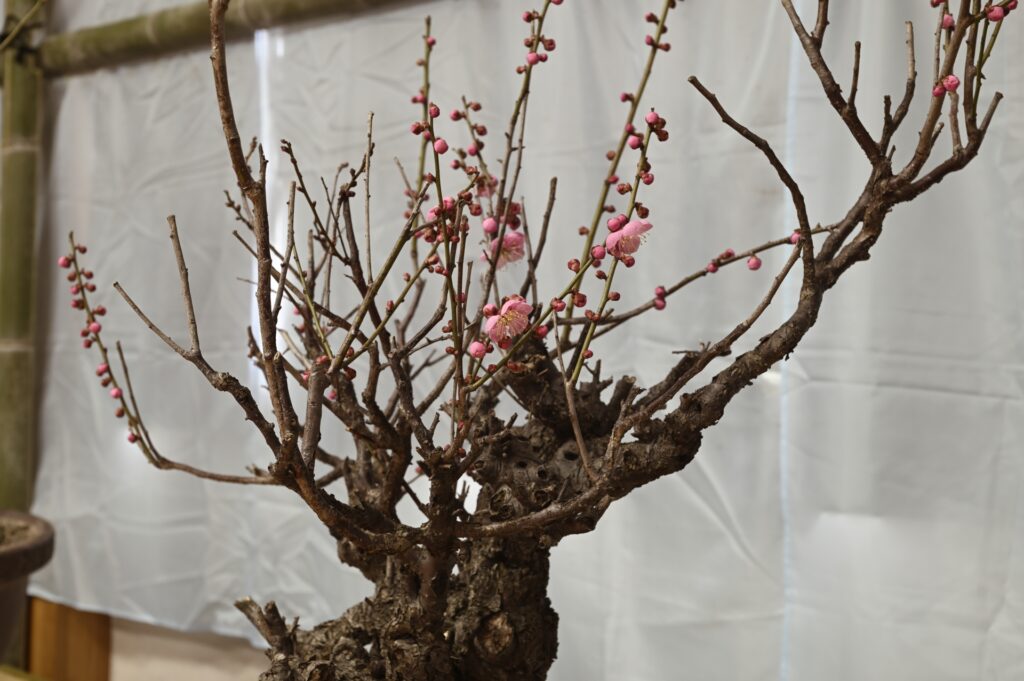 滋賀県草津市の梅