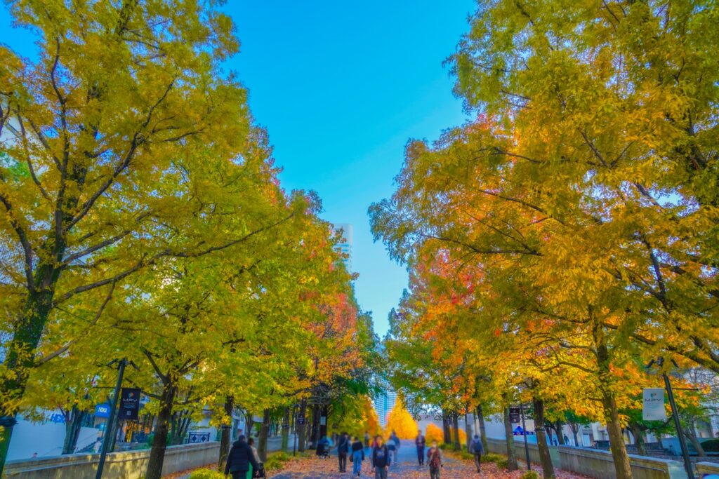 横浜市緑区四季の森公園の紅葉