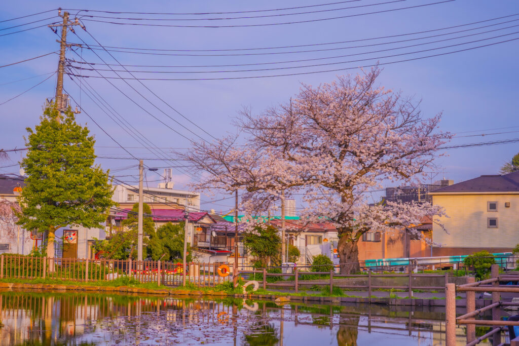 神奈川県横浜市神奈川区の白幡池公園