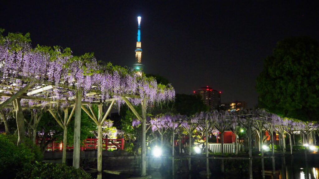 江東区の藤まつりの夜景