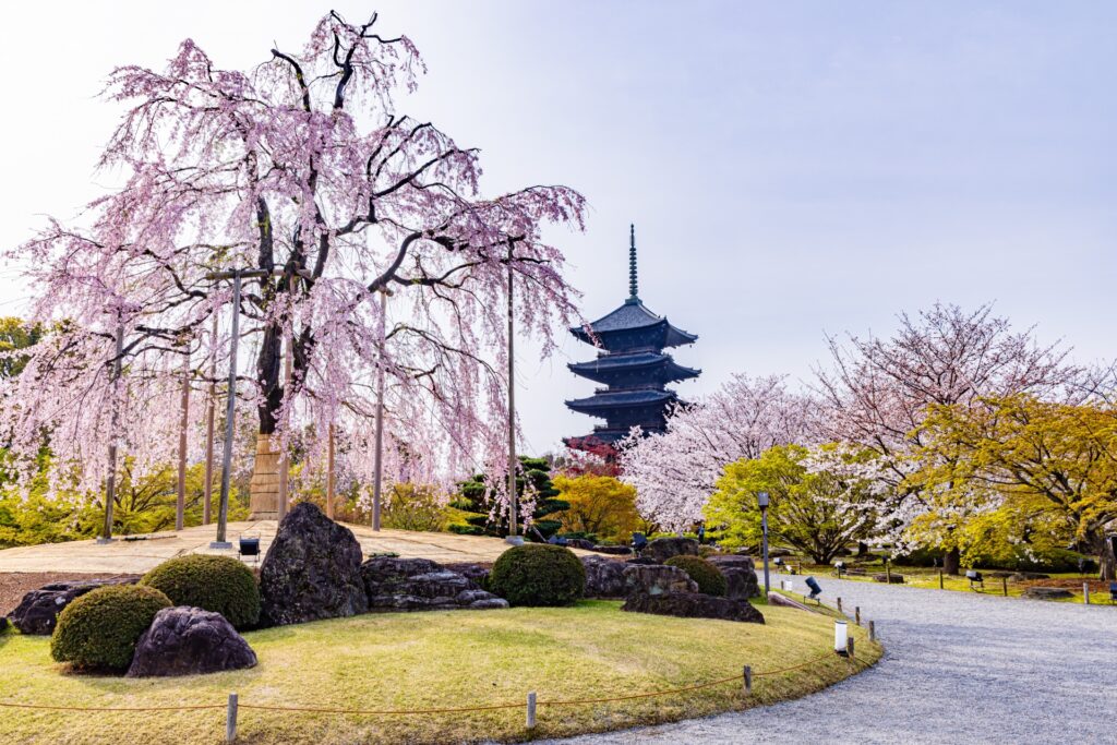 京都市南区の東寺五重塔と桜