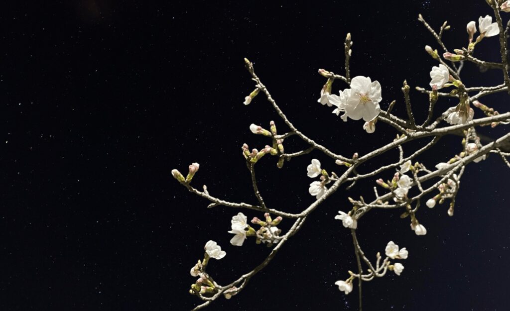 横浜市栄区のいたち川の夜桜
