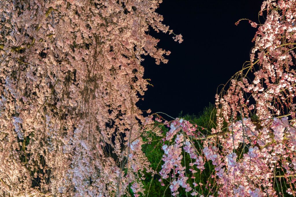 厚木市飯山桜まつりのイメージ
