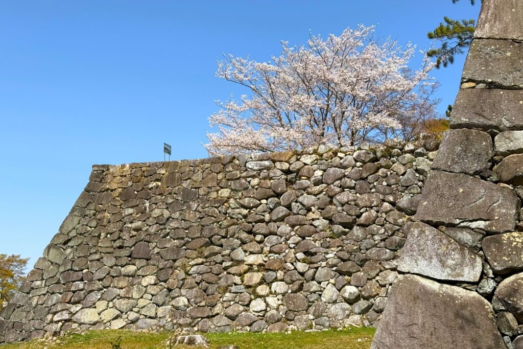 三重県松阪市の松坂城とさくら