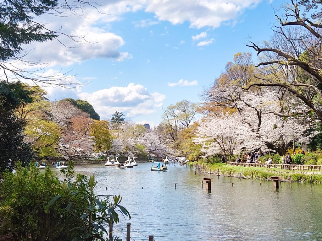 東京都三鷹市の井の頭恩賜公園の池と桜並木