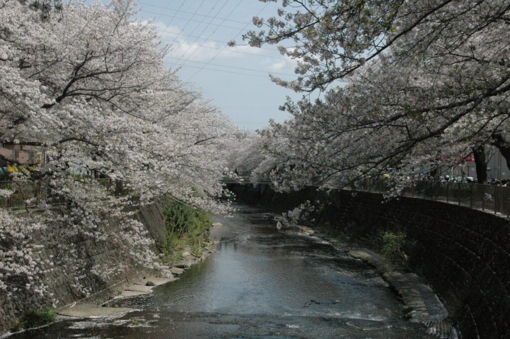 横浜市緑区の恩田川の夜桜