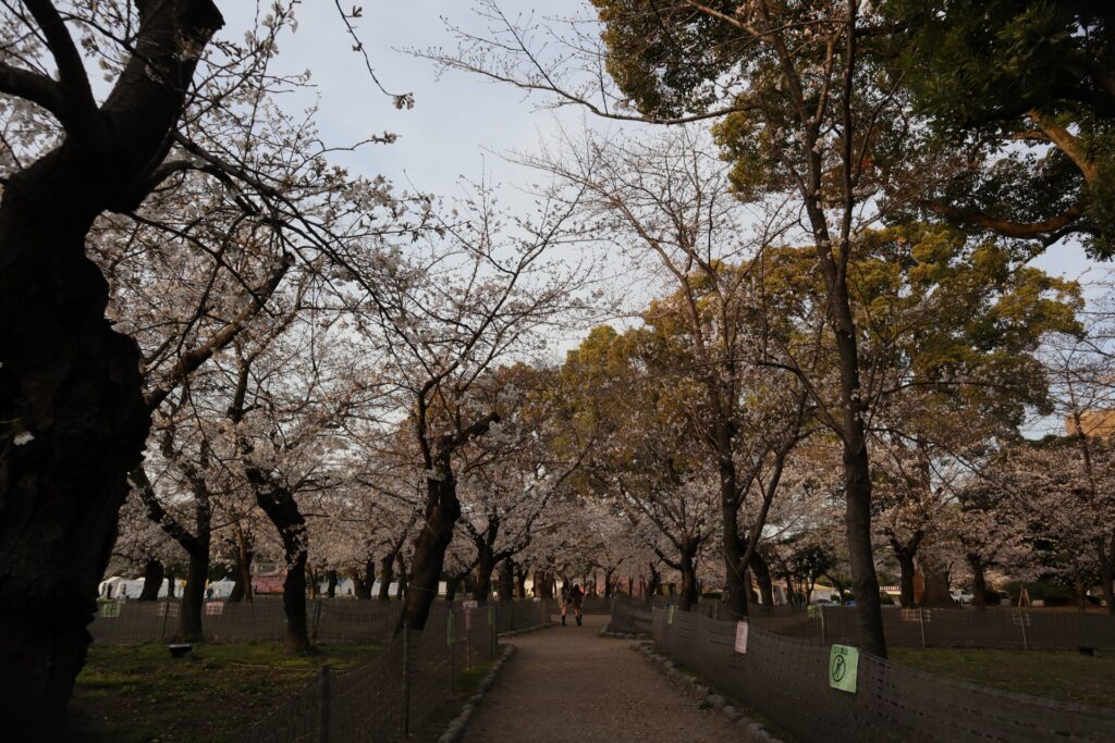 愛知県名古屋市の鶴舞公園の桜並木