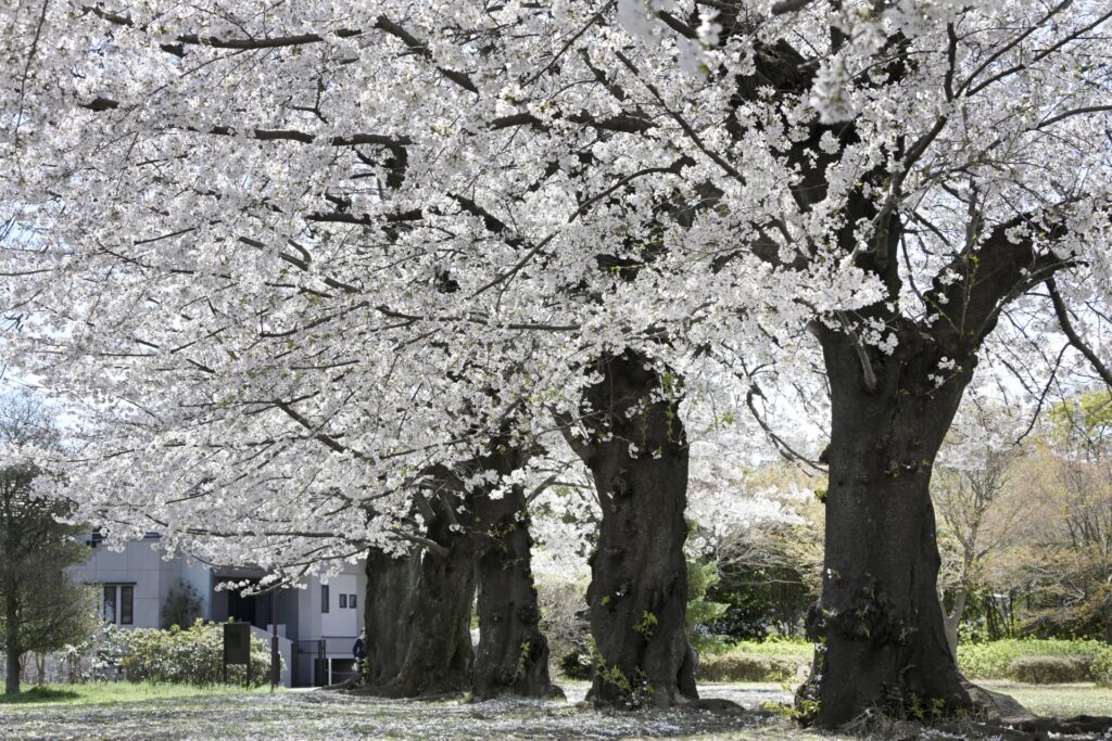 杉並区の和田堀公園の桜並木 