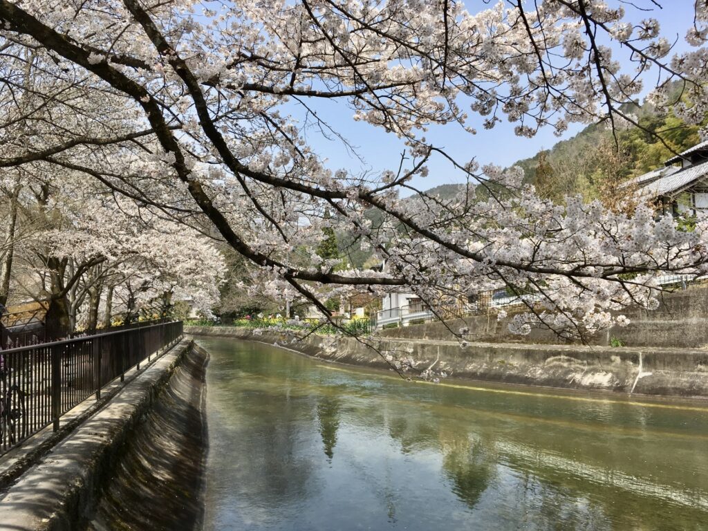 京都市の山科疏水の桜並木