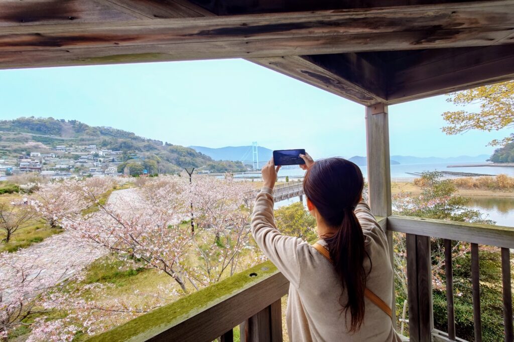 神奈川県横浜市の岡村公園の桜並木と展望台