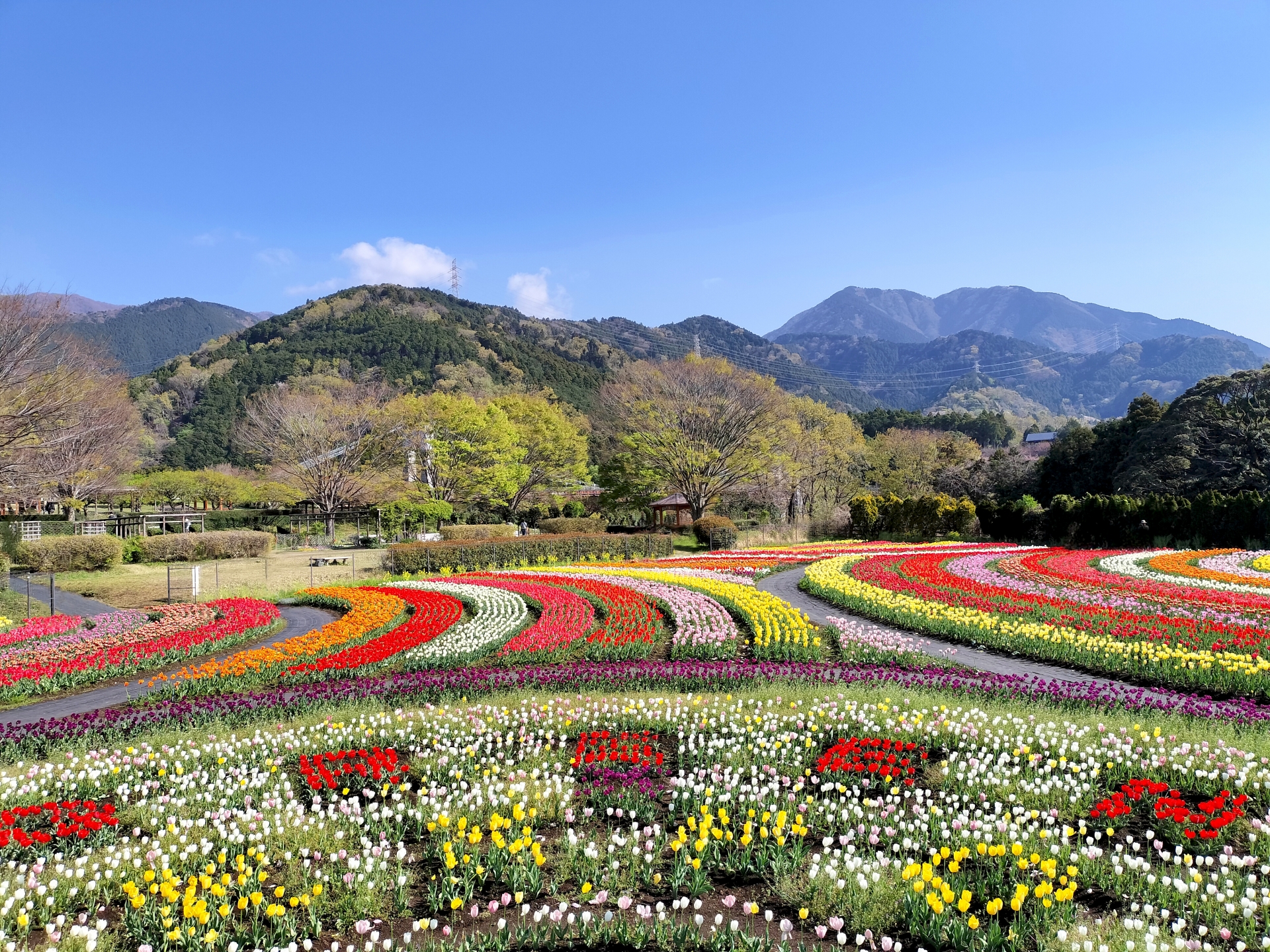 神奈川県秦野市のチューリップ