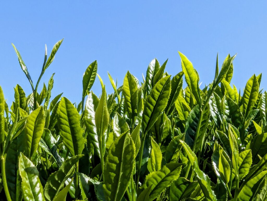 西尾市の茶畑