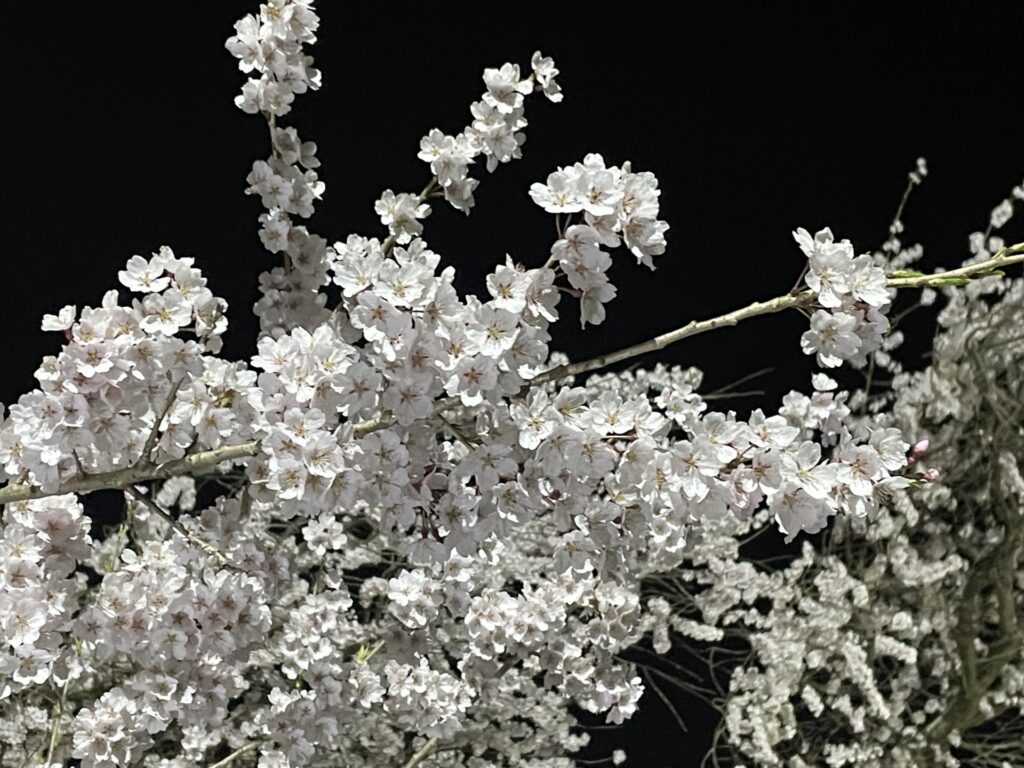 千葉県木更津市の桜まつりの夜景