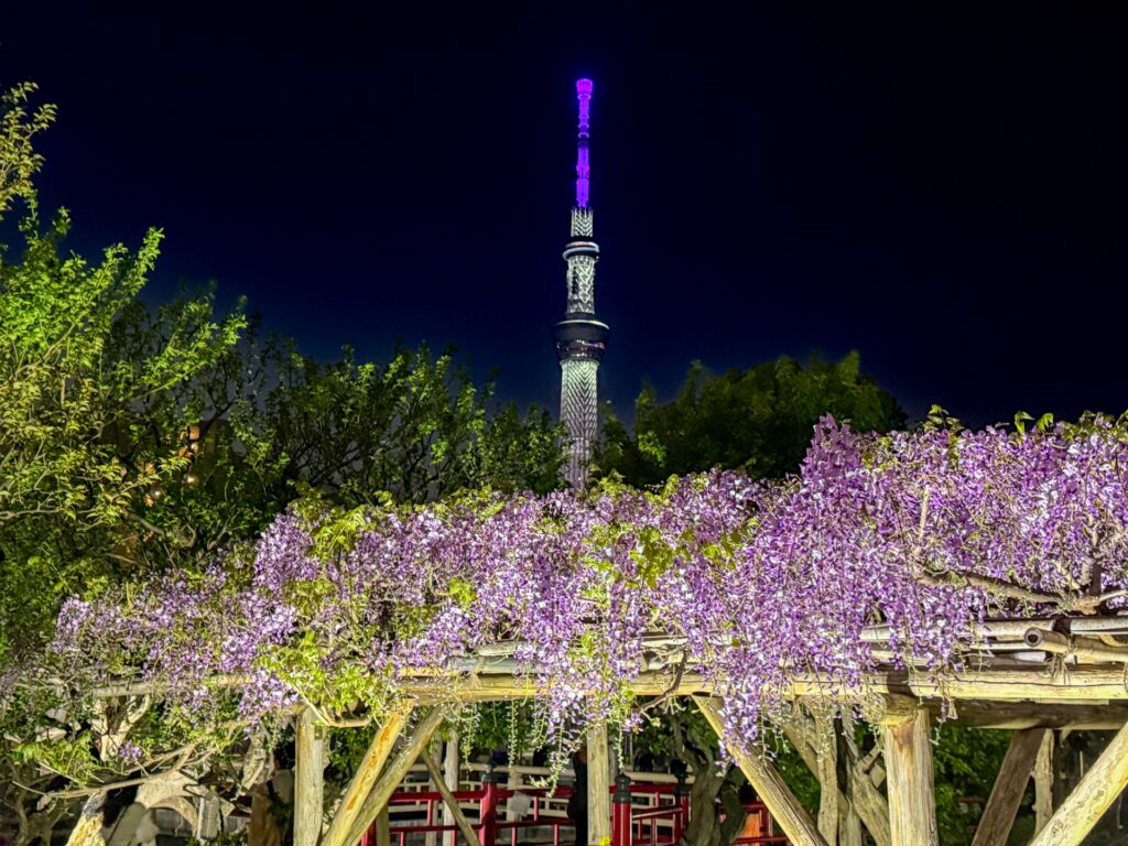 江東区の夜景と亀戸天神の藤棚