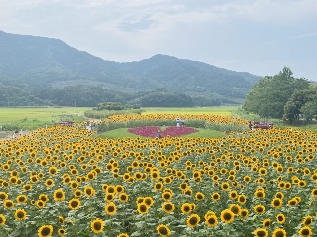 新潟県新潟市西区のひまわり畑 新潟県新潟市西区のひまわり畑