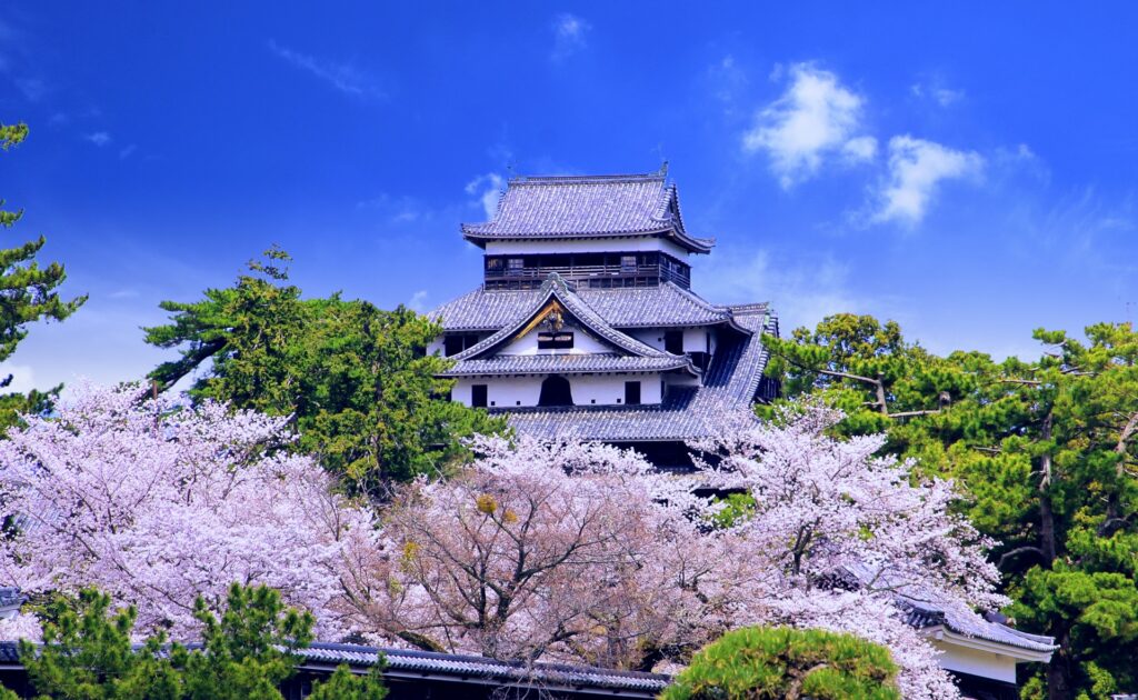 島根県松江市の桜と松江城
