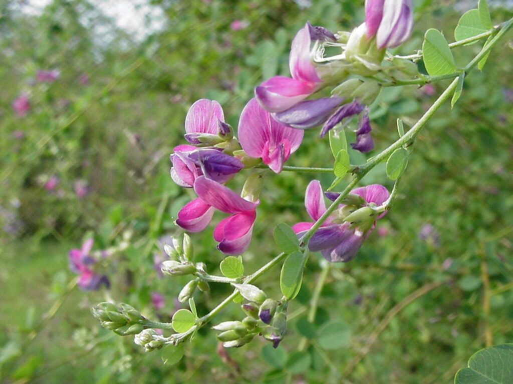 墨田区の向島百花園の萩の花