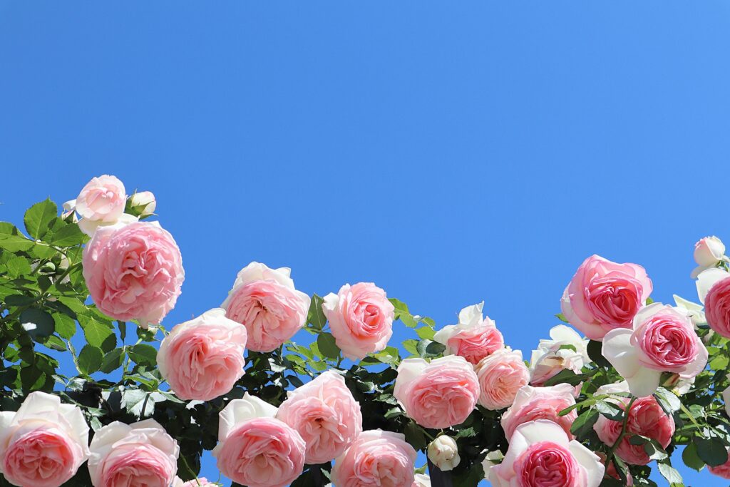 広島市安佐北区の植物園の花