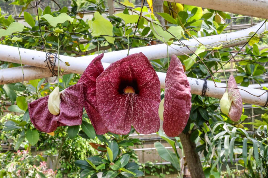 佐世保市の森きらら