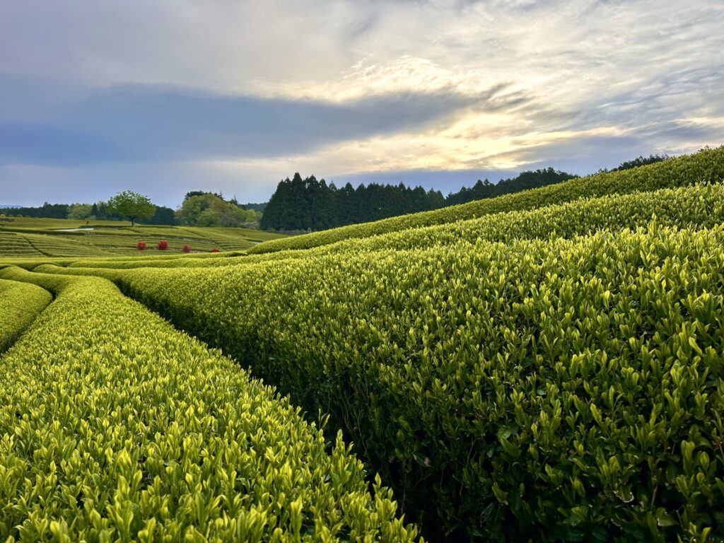 西尾市の茶畑
