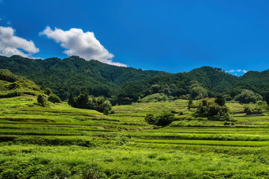 泉佐野市の農村景観