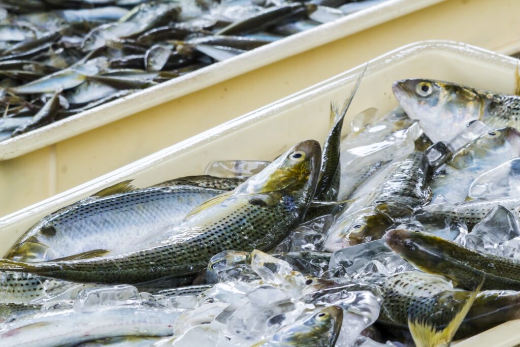 新潟県新潟市東区の魚介類